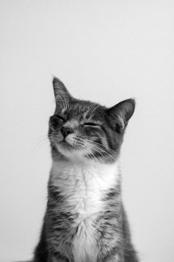 meow.jpg
