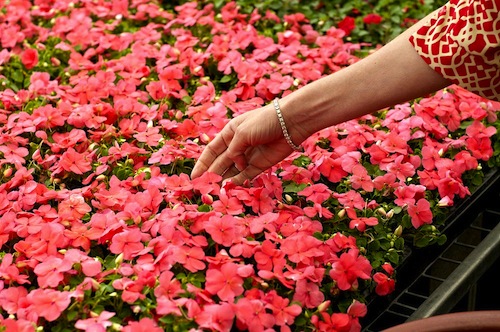 selecting impatiens