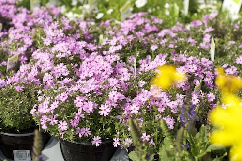 pretty flowers 