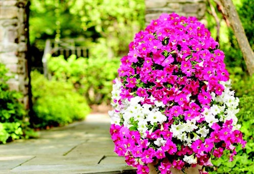 home depot garden club